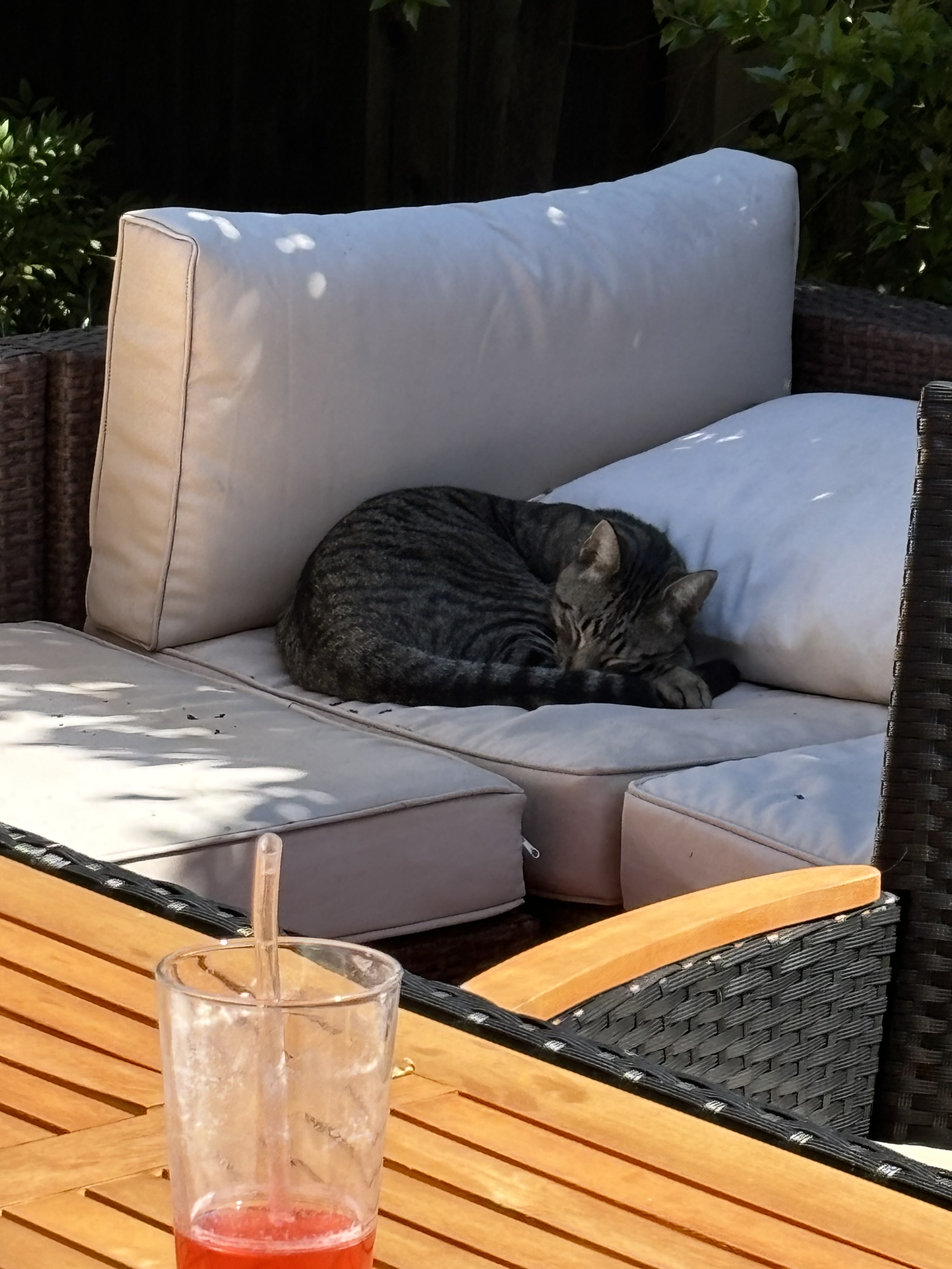 cat2