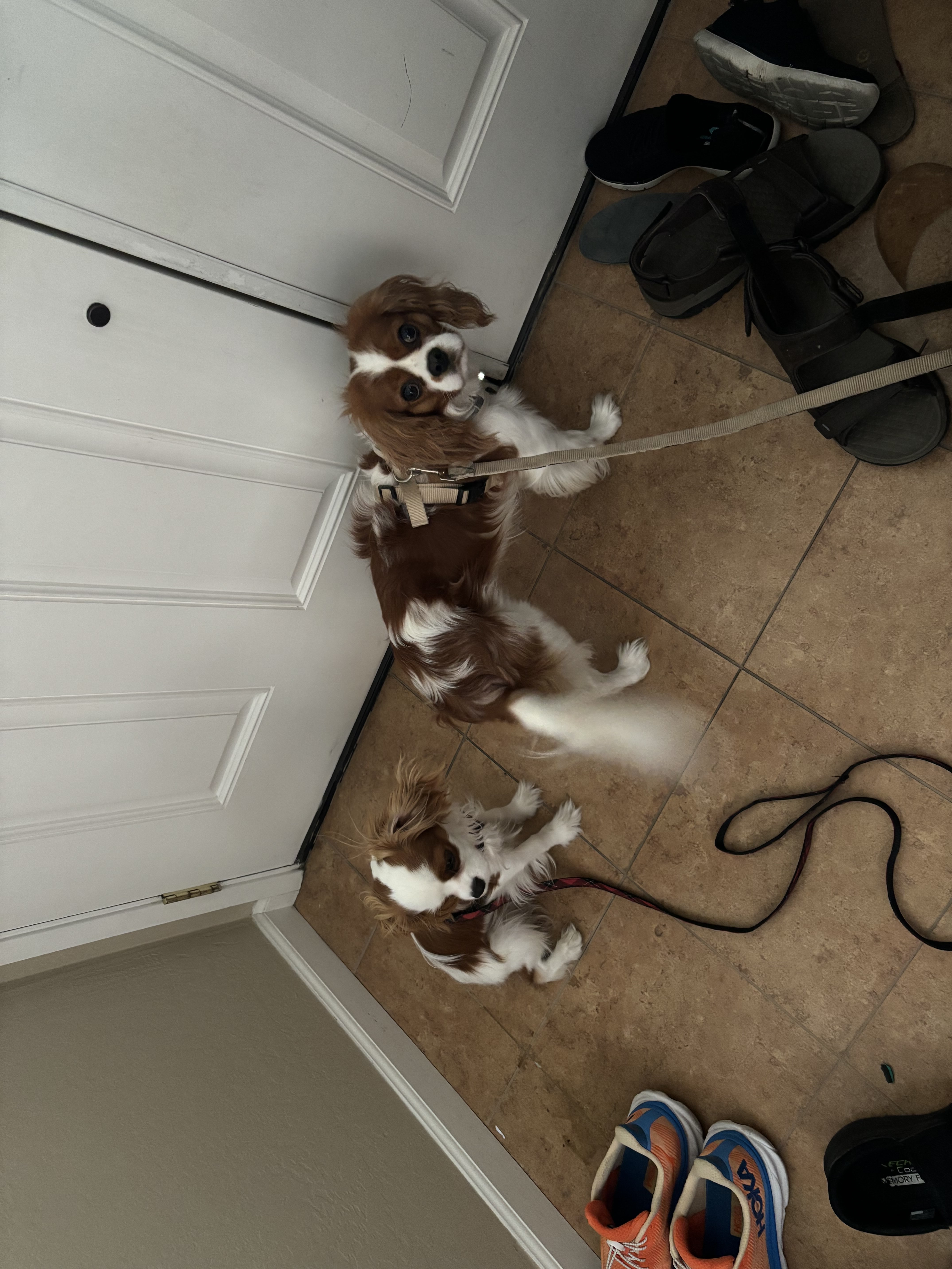 dogs