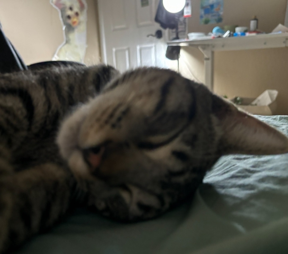 Image of my cat Bex